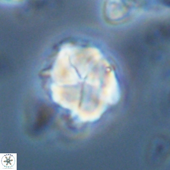 Braarudosphaera turbinea 42591