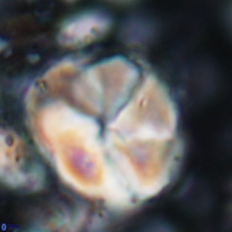 Braarudosphaera turbinea 6522