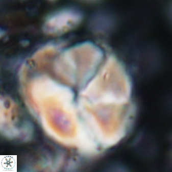 Braarudosphaera turbinea 6522