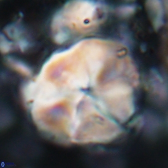 Braarudosphaera turbinea 6523