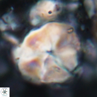 Braarudosphaera turbinea 6523