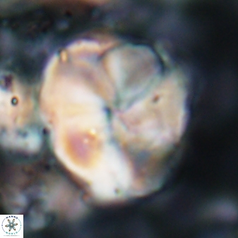 Braarudosphaera turbinea 6526