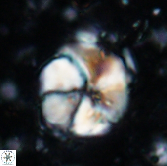 Braarudosphaera turbinea 6695