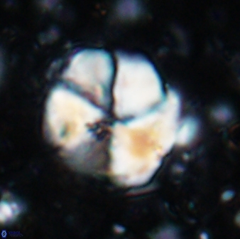 Braarudosphaera turbinea 6698