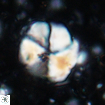 Braarudosphaera turbinea 6698