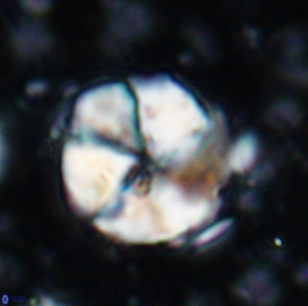 Braarudosphaera turbinea 6700