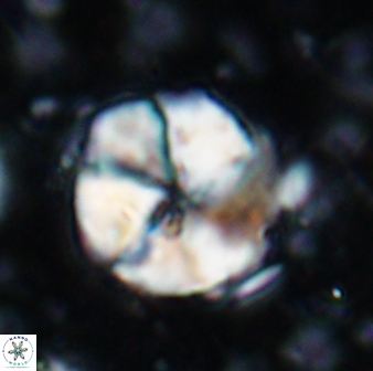Braarudosphaera turbinea 6700