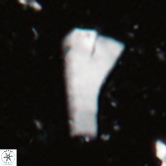 Bramletteius serraculoides VR 025437