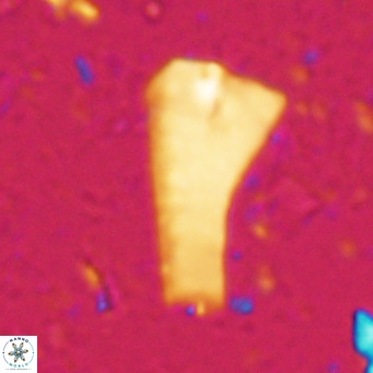 Bramletteius serraculoides VR 025438