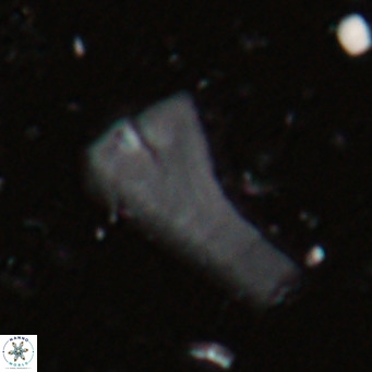 Bramletteius serraculoides VR 025439