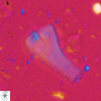 Bramletteius serraculoides VR 025440