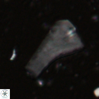 Bramletteius serraculoides VR 025441