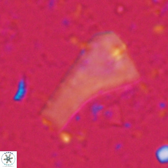 Bramletteius serraculoides VR 025442