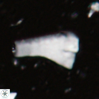 Bramletteius serraculoides VR 025444