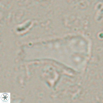 Bramletteius serraculoides VR 025445