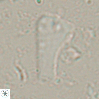 Bramletteius serraculoides VR 025447