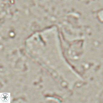 Bramletteius serraculoides VR 025448