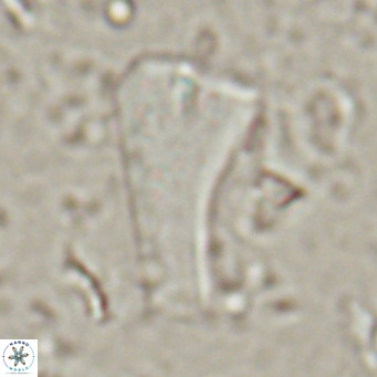Bramletteius serraculoides VR 025449
