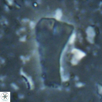 Bramletteius serraculoides VR 025450