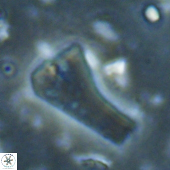 Bramletteius serraculoides VR 025451