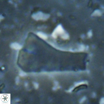 Bramletteius serraculoides VR 025452