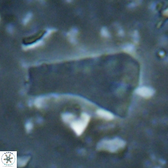 Bramletteius serraculoides VR 025453