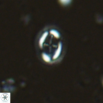 Bramletteius serraculoides VR 03098