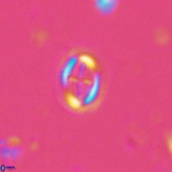 Bramletteius serraculoides VR 03099