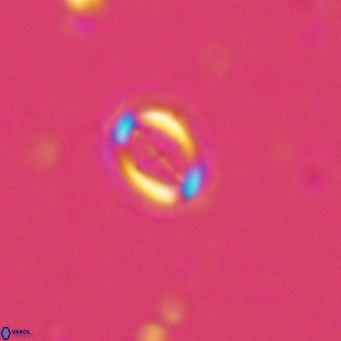 Bramletteius serraculoides VR 03100