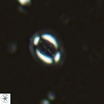 Bramletteius serraculoides VR 03101