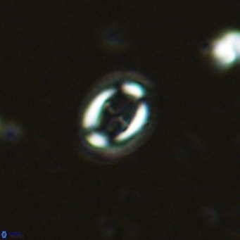 Bramletteius serraculoides VR 03105