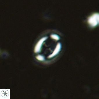Bramletteius serraculoides VR 03105