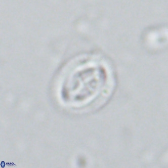 Bramletteius serraculoides VR 03106