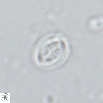 Bramletteius serraculoides VR 03106