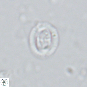 Bramletteius serraculoides VR 03107