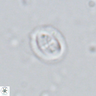 Bramletteius serraculoides VR 03108