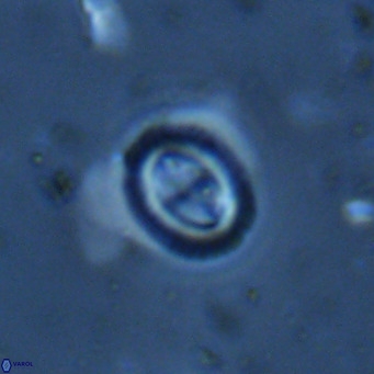 Bramletteius serraculoides VR 03109