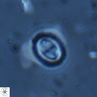 Bramletteius serraculoides VR 03109