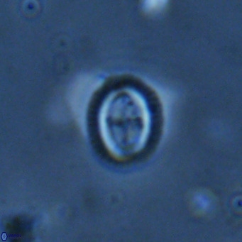 Bramletteius serraculoides VR 03110