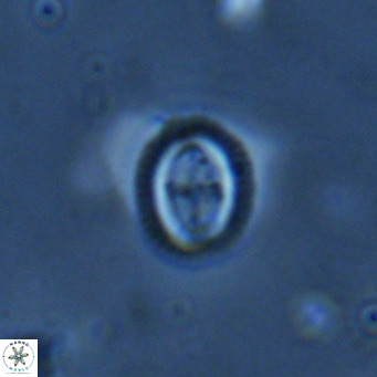 Bramletteius serraculoides VR 03110