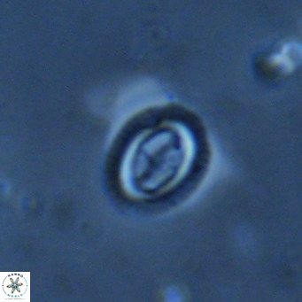 Bramletteius serraculoides VR 03111