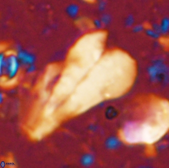 Bramletteius sp 55165