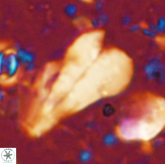 Bramletteius sp 55165