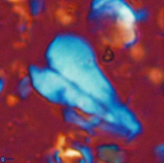 Bramletteius sp 55166
