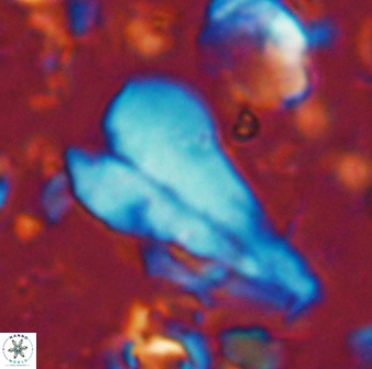 Bramletteius sp 55166