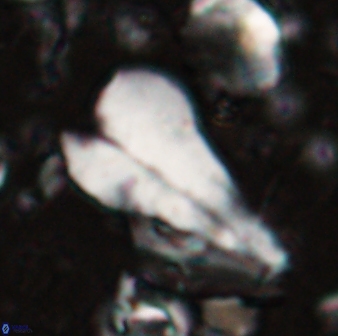 Bramletteius sp 55167