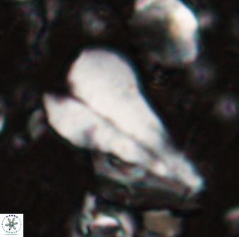 Bramletteius sp 55167
