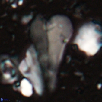 Bramletteius sp 55168