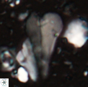 Bramletteius sp 55168
