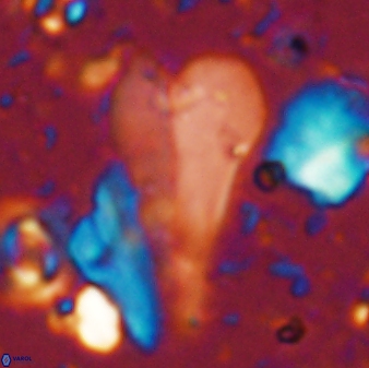 Bramletteius sp 55169